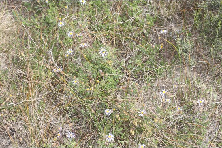 Felicia aculeata&nbsp;6889