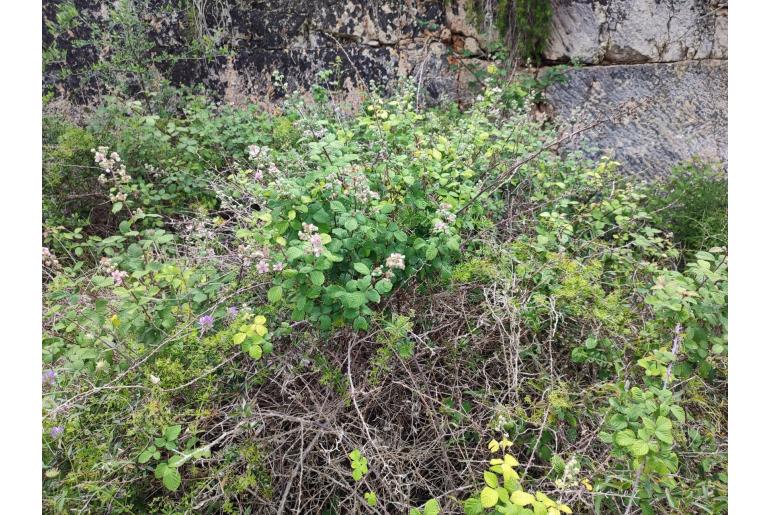 Rubus ulmifolius 6889