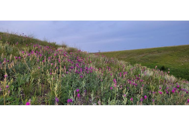 Astragalus onobrychis -6892