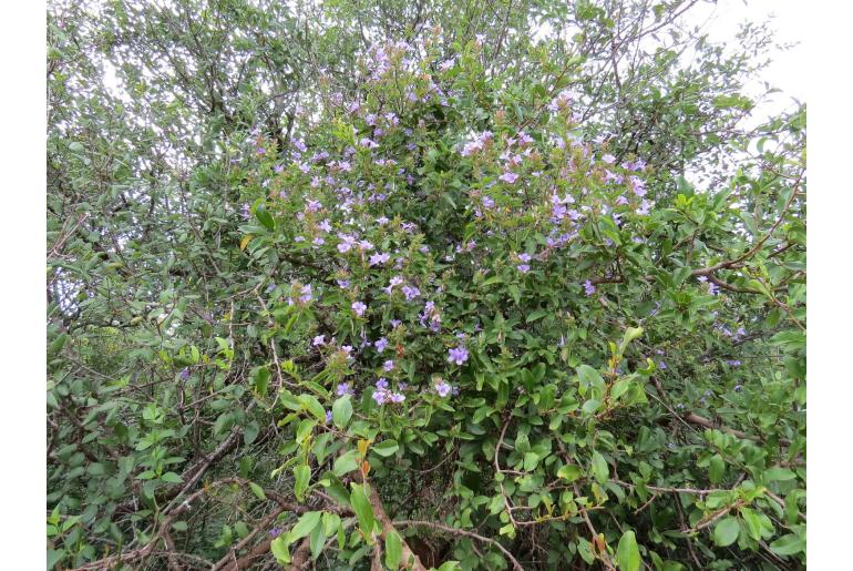 Barleria gueinzii -6893