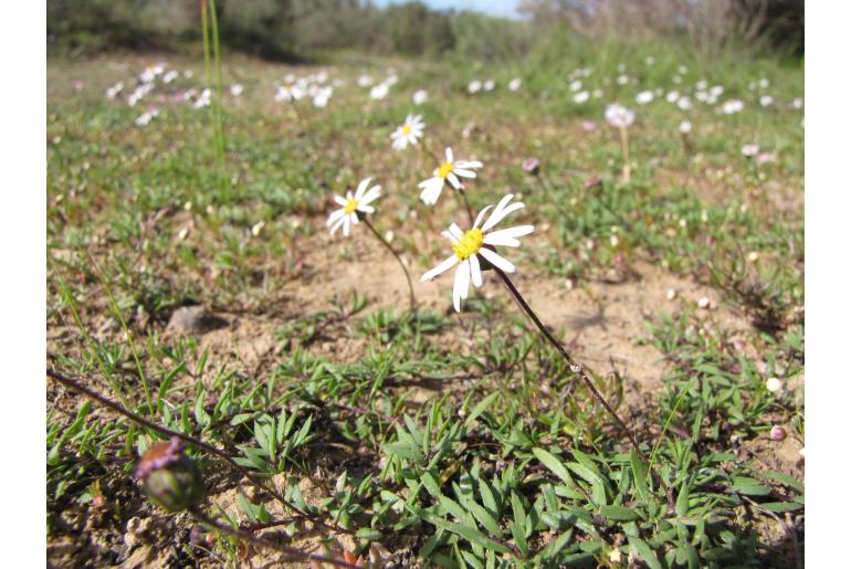 Felicia nigrescens&nbsp;6899