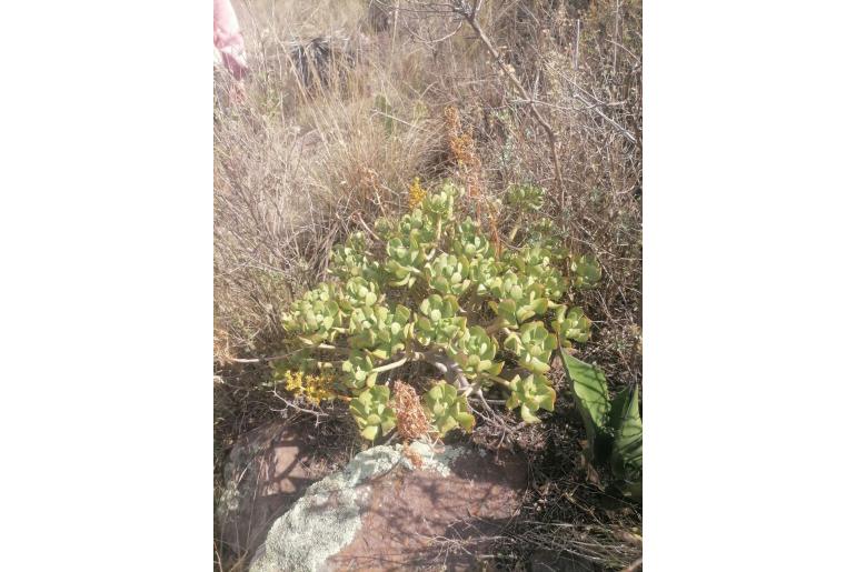 Sedum dendroideum -6900