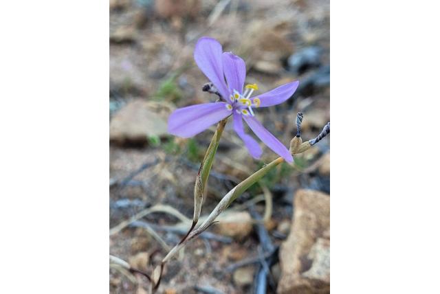 Berg moraea