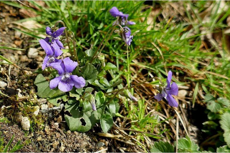 Viola riviniana -6911