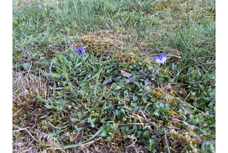 Viola tricolor -6912