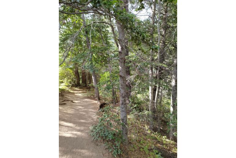 Nothofagus dombeyi -6921
