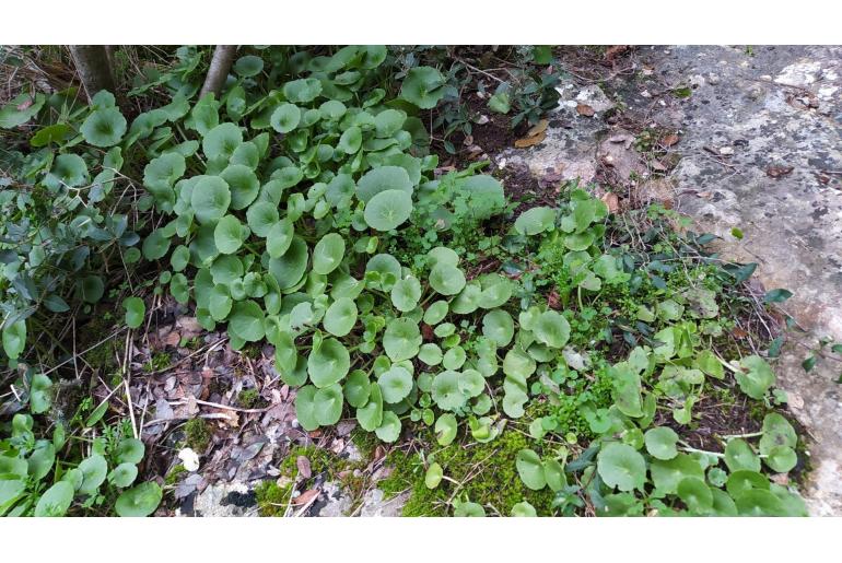 Umbilicus rupestris -6928