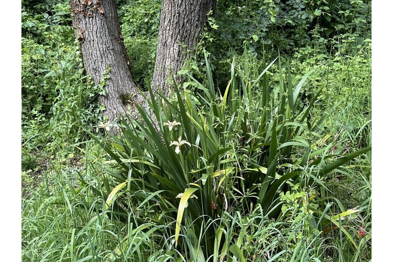 Iris foetidissima -6935