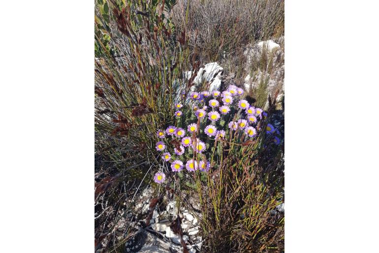 Felicia nordenstamii&nbsp;6952