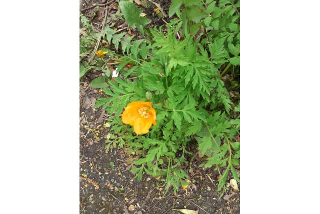 Schijnpapaver