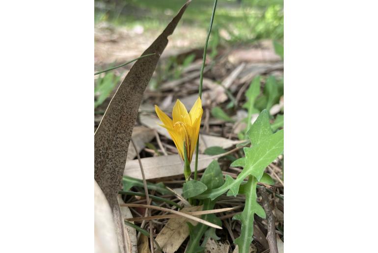 Romulea bulbocodium var crocea -6976