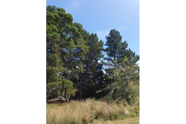 Montereyden