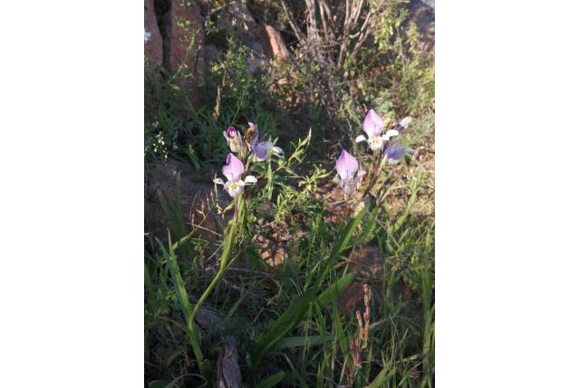 Bonte zigeunerbloem