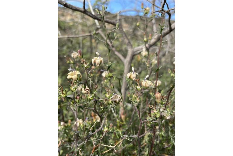 Wahlenbergia thunbergiana 6987