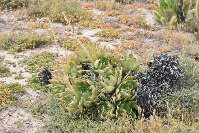 Enorme dudleya