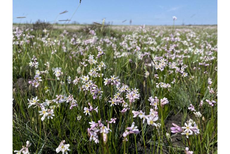 Tulbaghia coddii 6999