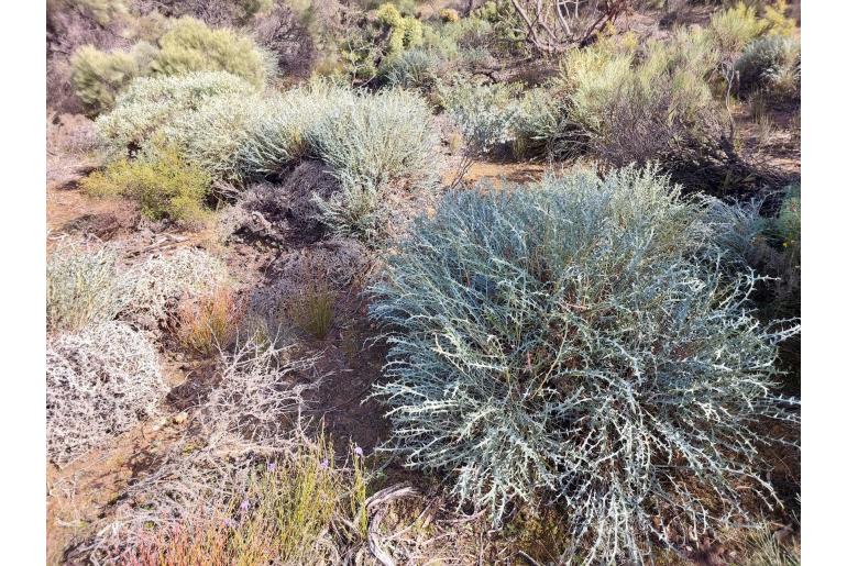 Banksia rufa ssp rufa -7001