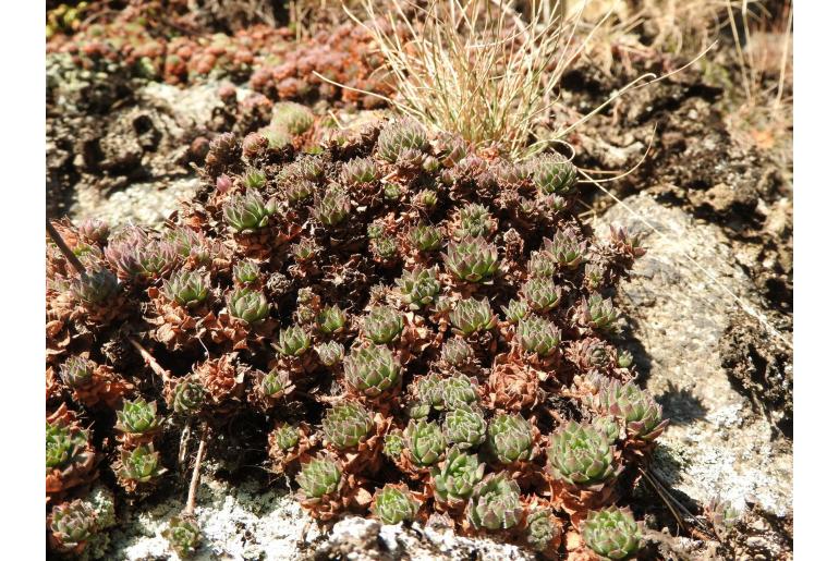 Sempervivum montanum Sempervivum montanum -7005