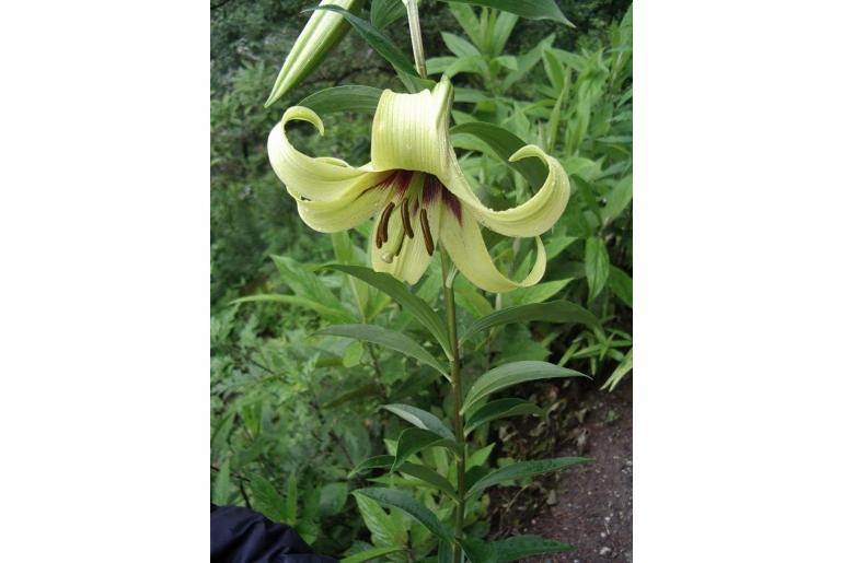 Lilium nepalense&nbsp;7006