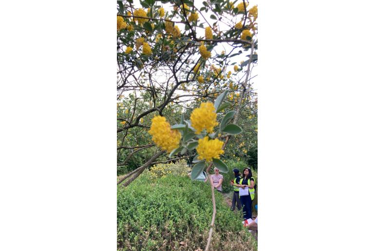 Argyrocytisus battandieri 7009