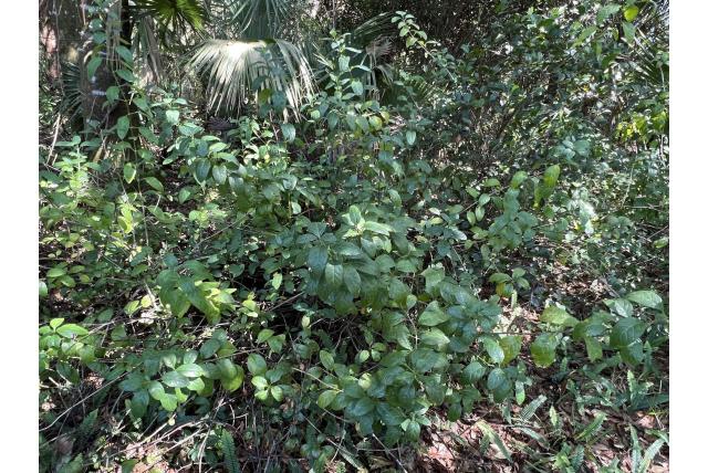 Gestippelde psychotria