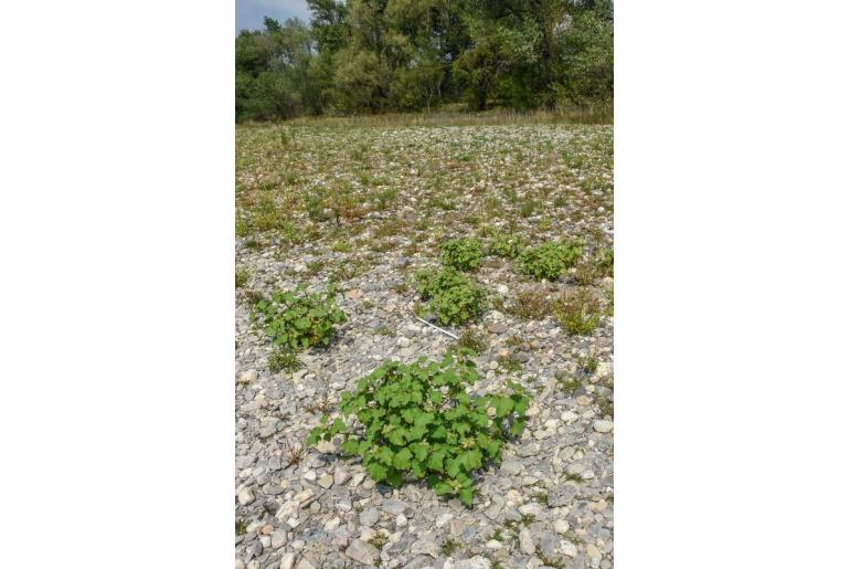 Delosperma pallidum&nbsp;7019