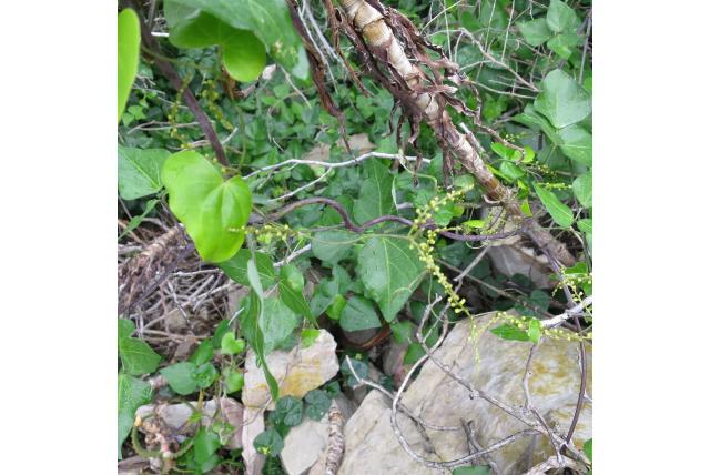 Mundt's yam