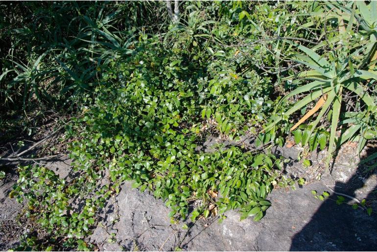 Rhoicissus rhomboidea Rhoicissus rhomboidea -7021