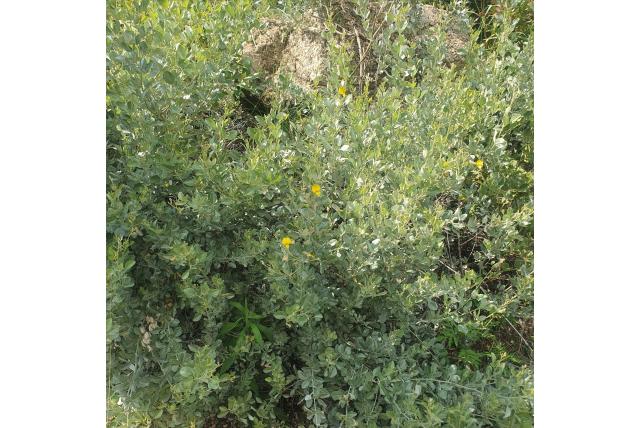 Glanzende rhynchosia