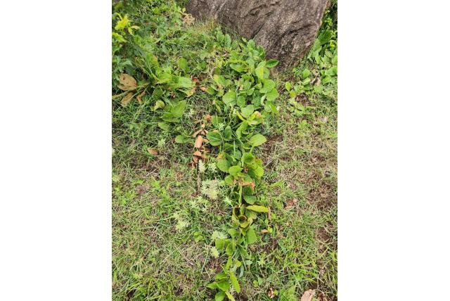 Harige rhynchosia Harige rhynchosia