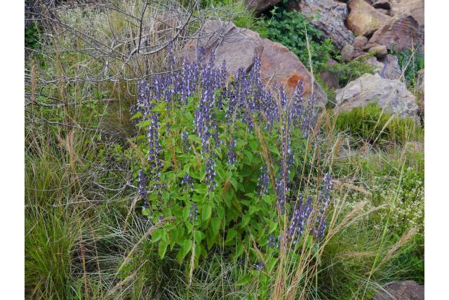 Herero mottenkruid