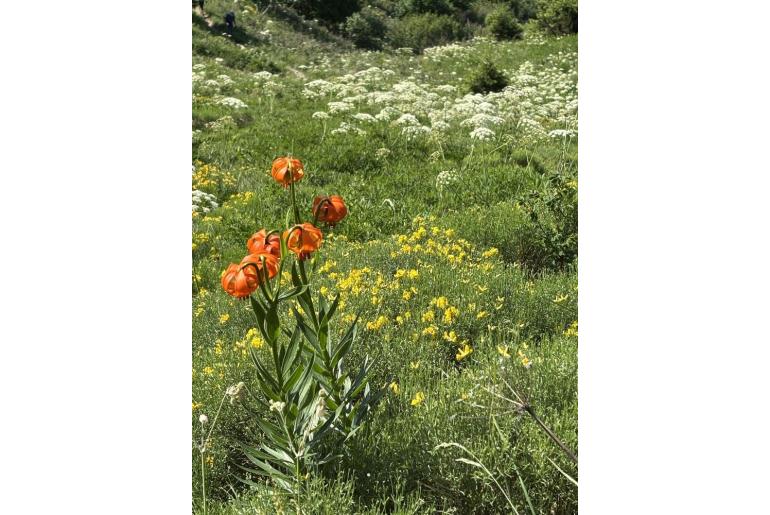 Lilium carniolicum&nbsp;7034