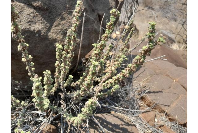 Venter's mottenkruid