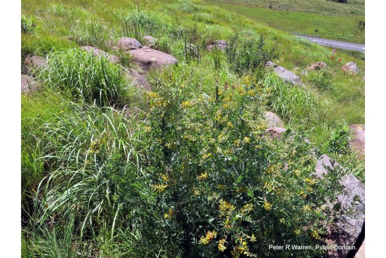 Calpurnia woodii&nbsp;7046