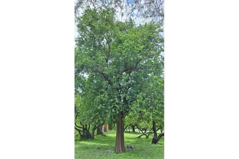 Sideroxylon palmeri 7049