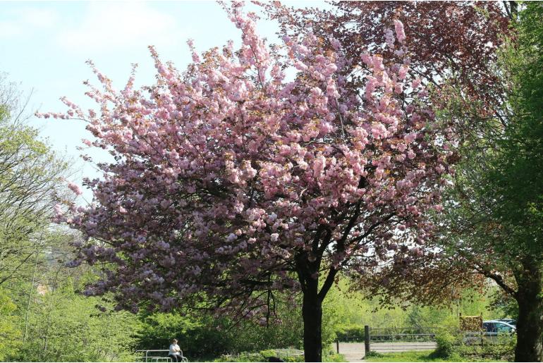 Prunus serrulata&nbsp;7066