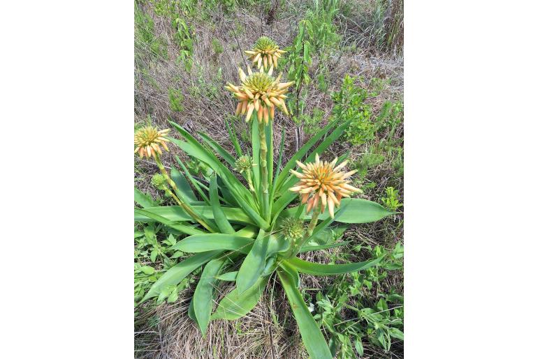 Aloe hlangapies&nbsp;7069
