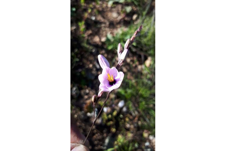 Ixia stolonifera 7078