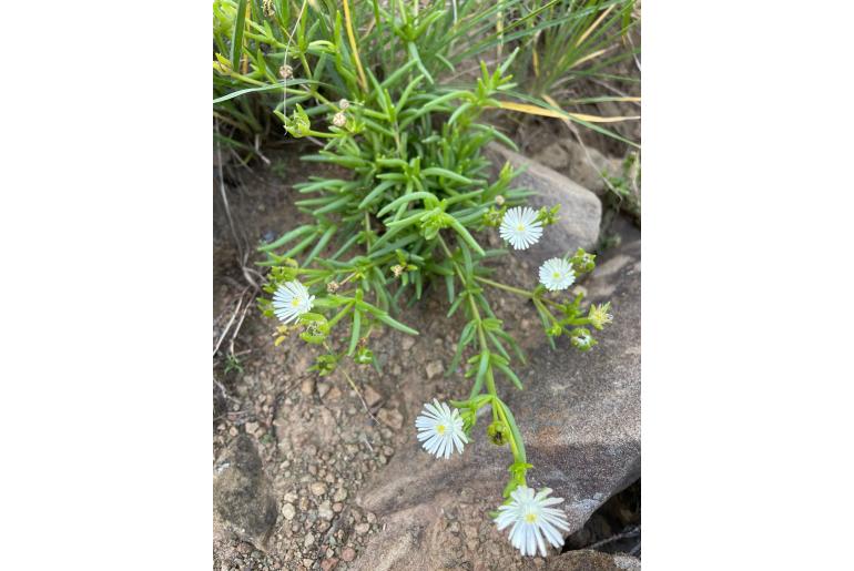 Delosperma karrooicum&nbsp;7083