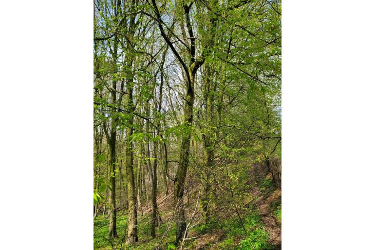Carpinus betulus -7097