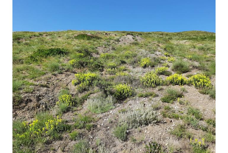 Scutellaria orientalis 7111