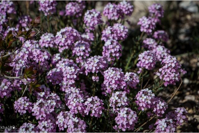 Libanese steenkers