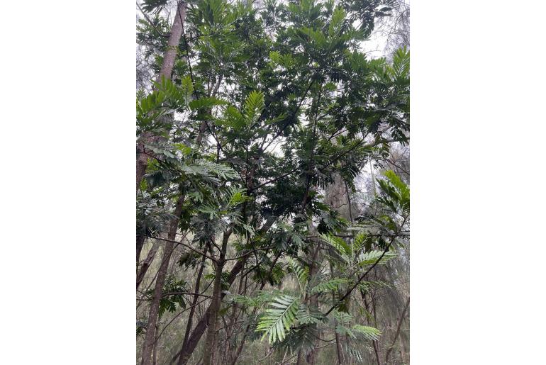 Filicium decipiens 7119