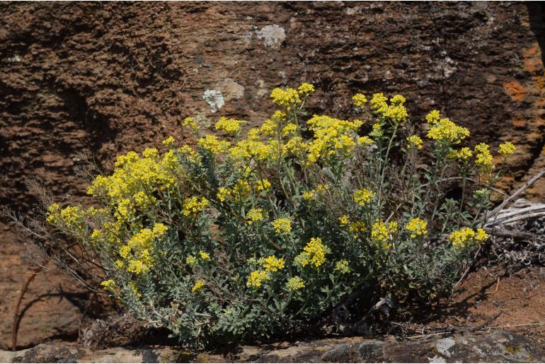 Odontarrhena argentea -7122