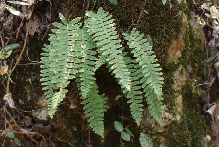 Goniophlebium niponicum&nbsp;7137