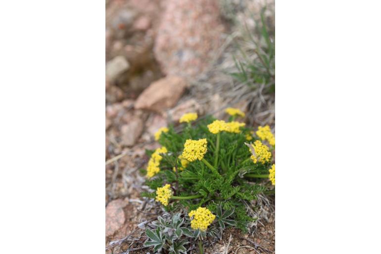 Cymopterus bakeri&nbsp;7154