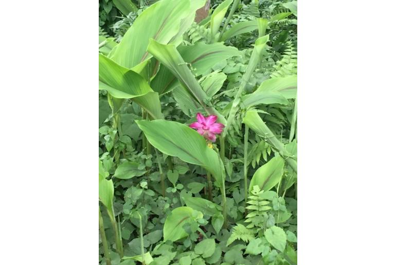 Curcuma aromatica&nbsp;7156