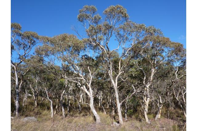 Gom dragende Eucalyptus met vroege bloemen Gom dragende Eucalyptus met vroege bloemen