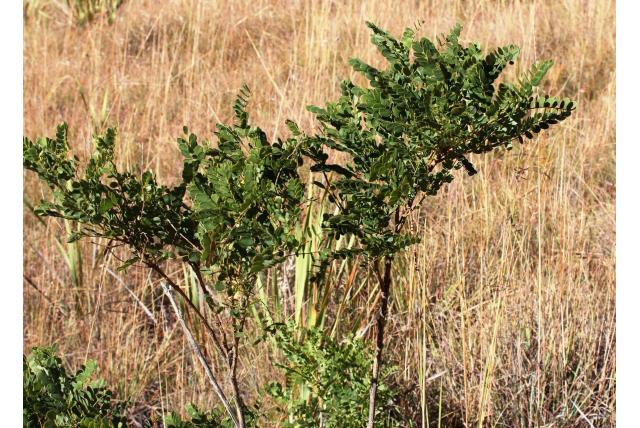 Achterwaarts gebogen calpurnia