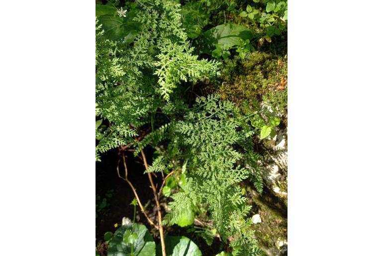 Cystopteris fragilis ssp fragilis 7162